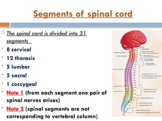 Segments of spinal cord
 The spinal cord is divided into 31
segments
 8 cervical
 12 thoracic
 5 lumber
 5 sacral
 1 coccygeal
 Note 1 (from each segment one pair of
spinal nerves arises)
 Note 2 (spinal segments are not
corresponding to vertebral column)
 