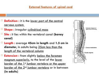 External features of spinal cord
 Definition : it is the lower part of the central
nervous system
 Shape : irregular cylindrical mass
 Site : it lies within the vertebral canal (boney
canal)
 Length : average 45cm in length and 1.5 cm in
diameter, in adults being 25cm less than the
length of the vertebral column
 Extension : from slightly below the foramen
magnum superiorly, to the level of the lower
border of the 1st
lumbar vertebra or the upper
border of the 2nd
lumbar vertebra or in between
(in adults)
 