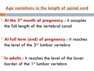 Age variations in the length of spinal cord
 At the 3rd
month of pregnancy : it occupies
the full length of the vertebral canal
 At full term (end) of pregnancy : it reaches
the level of the 3rd
lumbar vertebra
 In adults : it reaches the level of the lower
border of the 1st
lumbar vertebra
 