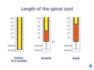 Spinal Cord Injury Lecture Presentation for Medical Students.