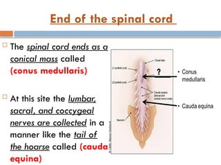 End of the spinal cord
 The spinal cord ends as a
conical mass called
(conus medullaris)
 At this site the lumbar,
sacral, and coccygeal
nerves are collected in a
manner like the tail of
the hoarse called (cauda
equina)
 