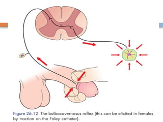 Spinal Cord Injury Lecture Presentation for Medical Students.