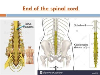 End of the spinal cord
 
