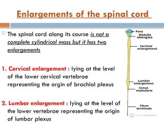 Enlargements of the spinal cord
 The spinal cord along its course is not a
complete cylindrical mass but it has two
enlargements
1. Cervical enlargement : lying at the level
of the lower cervical vertebrae
representing the orgin of brachial plexus
2. Lumbar enlargement : lying at the level of
the lower vertebrae representing the origin
of lumbar plexus
 