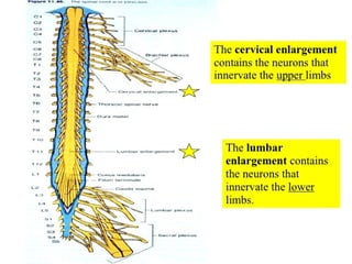 Spinal Cord Injury Lecture Presentation for Medical Students.