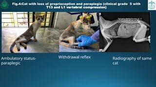 spinal cord injury and paraplegia in cats.pptx