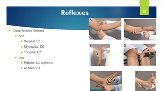 10
Reflexes
 Deep Tendon Reflexes
 Arm
 Bicipital: C5
 Styloradial: C6
 Tricipital: C7
 Leg
 Patellar: L3, some L4
...