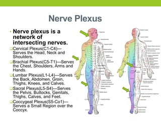 Nerve Plexus
• Nerve plexus is a
network of
intersecting nerves.
Cervical Plexus(C1-C4)—
Serves the Head, Neck and
Shoulders.
Brachial Plexus(C5-T1)—Serves
the Chest, Shoulders, Arms and
Hands.
Lumbar Plexus(L1-L4)—Serves
the Back, Abdomen, Groin,
Thighs, Knees, and Calves.
Sacral Plexus(L5-S4)—Serves
the Pelvis, Buttocks, Genitals,
Thighs, Calves, and Feet.
Coccygeal Plexus(S5-Co1)—
Serves a Small Region over the
Coccyx.
 