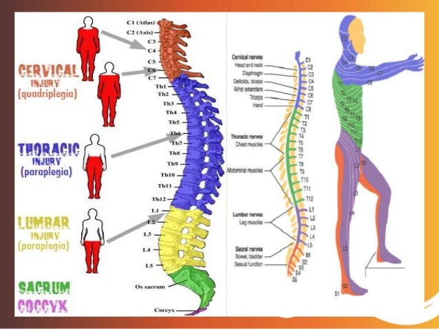 Spinal Cord Injury (SCI)
