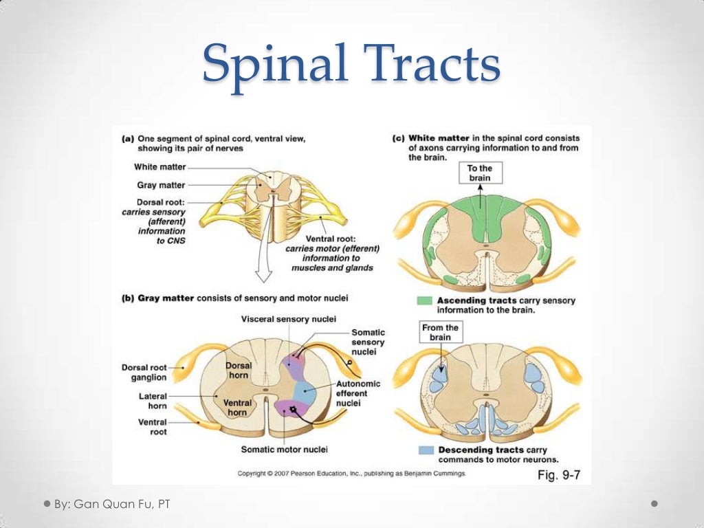 Spinal cord injury (sci) Rehab