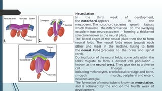Neuroectoderm Development Spinal cord, its meninges,.pptx central nervous system | PPTX