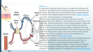 Polysynaptic Reflexes Example Spinal cord, its meninges,.pptx central nervous system | PPTX