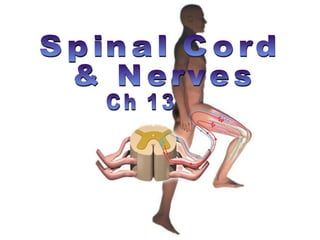 Spinal Cord Ch 13 & Nerves 