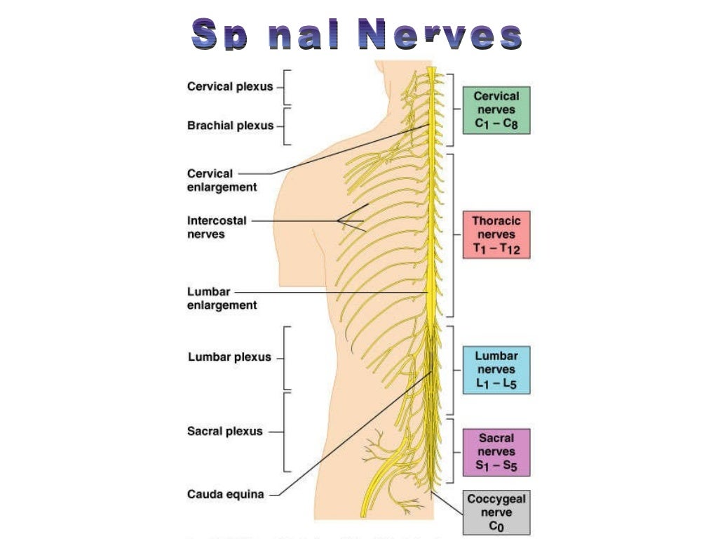 Spinal cord & nerves