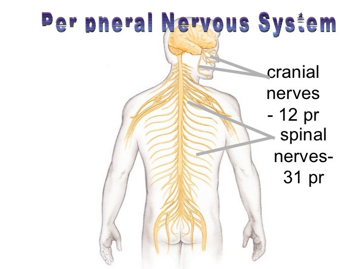 Spinal cord & nerves