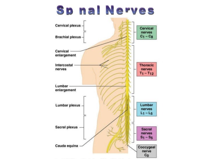 Spinal cord & nerves