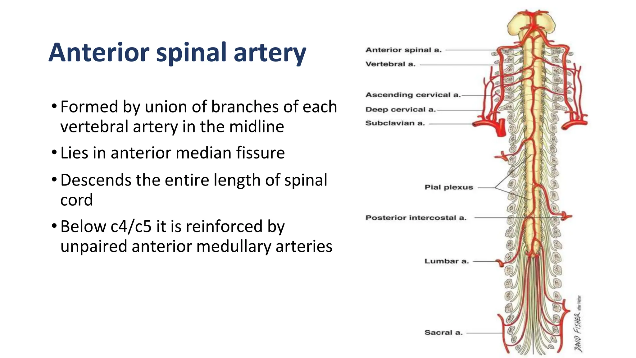 SPINAL CORD AND APPLIED ANATOMY NEW.pptx