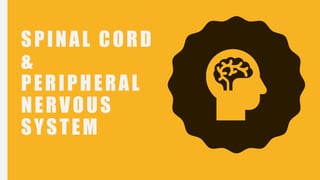 SPINAL CORD
&
PERIPHERAL
NERVOUS
SYSTEM
 