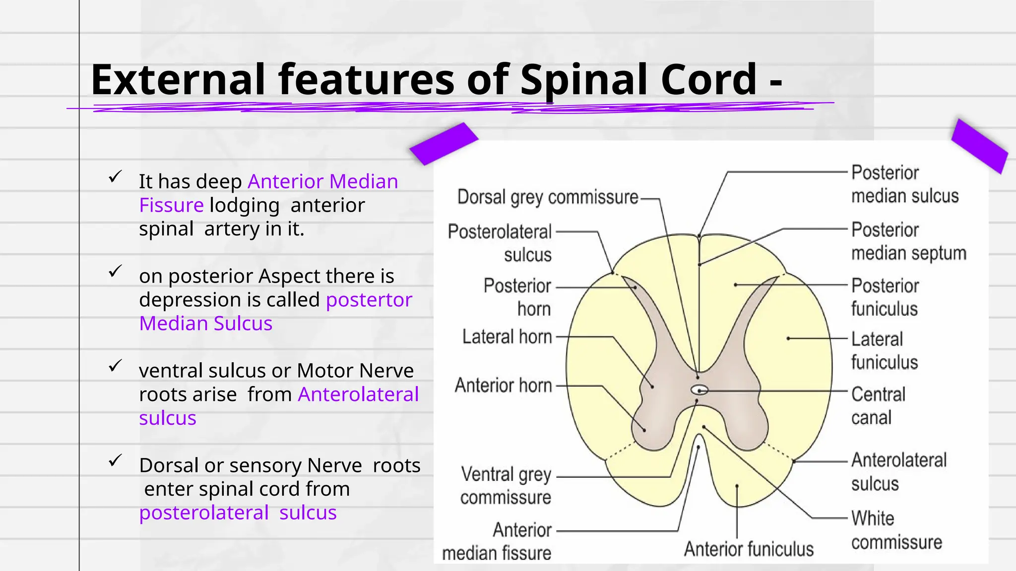 spinal cord anatomy and spinal cord physiology | PPTX