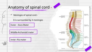 spinal cord anatomy and spinal cord physiology | PPTX