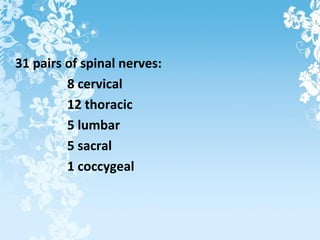 31 pairs of spinal nerves:
8 cervical
12 thoracic
5 lumbar
5 sacral
1 coccygeal
 