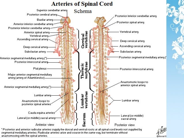Spinal cord anatomy and injuries.