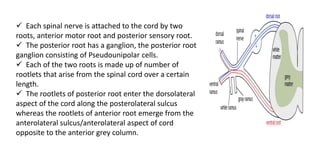 Sensorial Roots SPINAL CORD PRESENTATION (1) (1).pptx