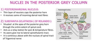 Neuron Cap SPINAL CORD PRESENTATION (1) (1).pptx