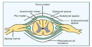 Spinal Presentation SPINAL CORD PRESENTATION (1) (1).pptx