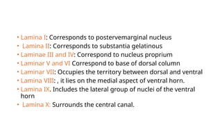 Lamina Marginalis spinal cord presented by keerthika we Use full | PPTX