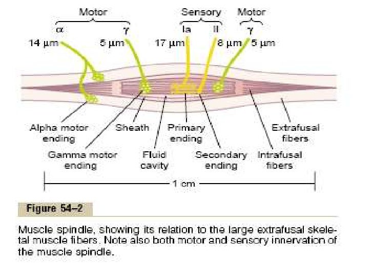 spinal cord reflexes spinal cord reflexes