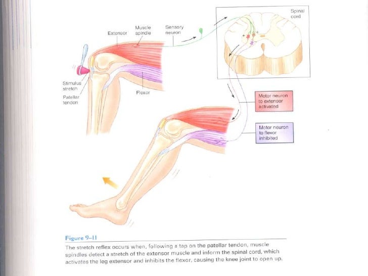 spinal cord reflexes spinal cord reflexes