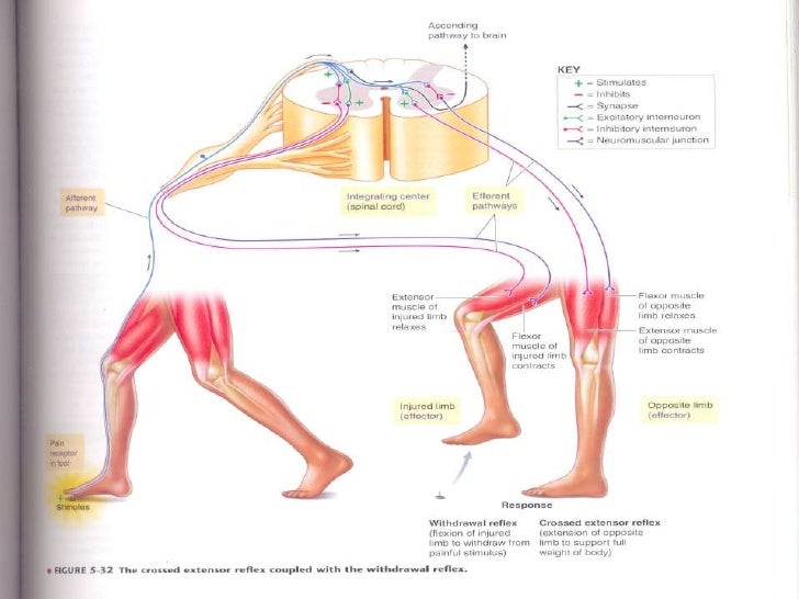 spinal cord reflexes spinal cord reflexes