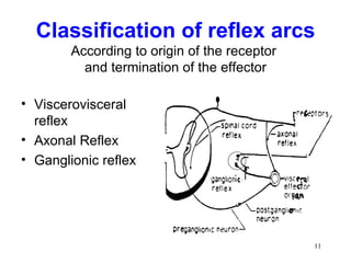 Classification of reflex arcs
        According to origin of the receptor
          and termination of the effector

• Viscerovisceral
  reflex
• Axonal Reflex
• Ganglionic reflex




                                              11
 