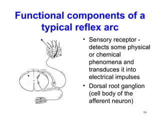 Functional components of a
     typical reflex arc
             • Sensory receptor -
               detects some physical
               or chemical
               phenomena and
               transduces it into
               electrical impulses
             • Dorsal root ganglion
               (cell body of the
               afferent neuron)
                                 16
 