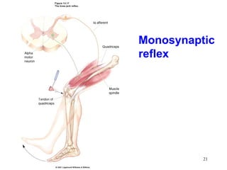 Monosynaptic
reflex




          21
 