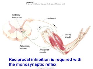 Reciprocal inhibition is required with
the monosynaptic reflex                  25
 