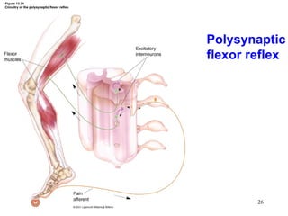Polysynaptic
flexor reflex




        26
 