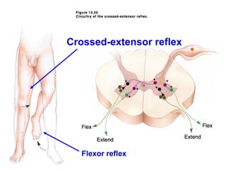Crossed-extensor reflex




  Flexor reflex
                          28
 