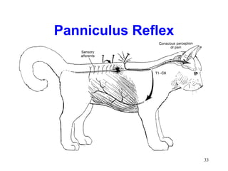 Panniculus Reflex




                    33
 