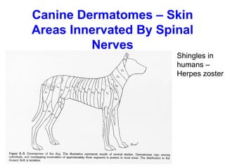 Canine Dermatomes – Skin
Areas Innervated By Spinal
         Nerves
                       Shingles in
                       humans –
                       Herpes zoster
 