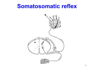 Somatosomatic reflex




                       5
 