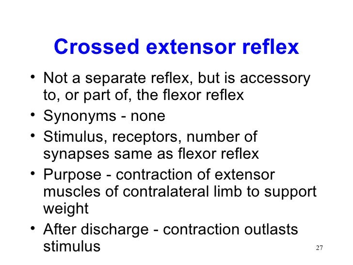 Spinal Cord Reflexes