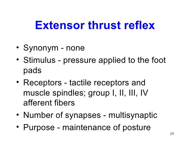 Spinal cord reflexes