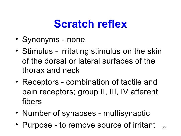 Spinal cord reflexes