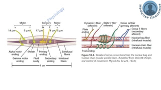Motor Functions of the Spinal Cord - Spinal Cord Reflexes | PDF