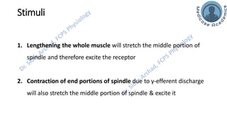 Motor Functions of the Spinal Cord - Spinal Cord Reflexes | PDF