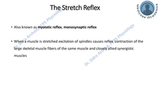 Motor Functions of the Spinal Cord - Spinal Cord Reflexes | PDF