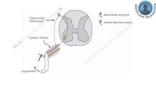 Motor Functions of the Spinal Cord - Spinal Cord Reflexes | PDF