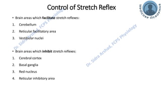 Motor Functions of the Spinal Cord - Spinal Cord Reflexes | PDF